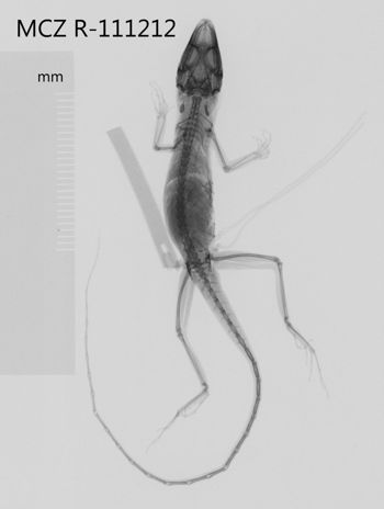 Media type: image;   Herpetology R-111212 Aspect: dorsoventral x-ray